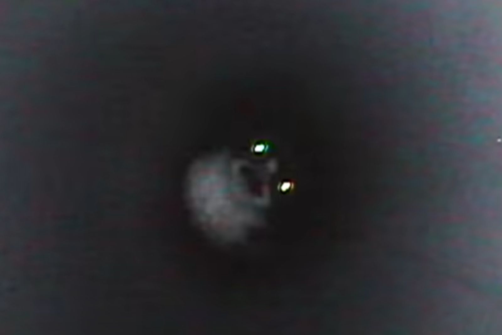 cat's eyes in the dark
