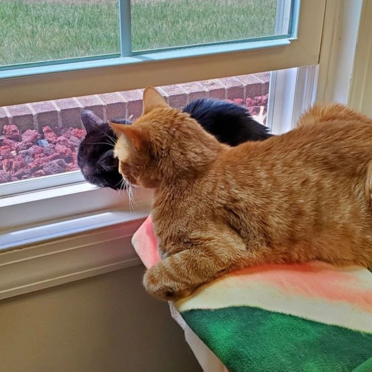 cats looking through the window
