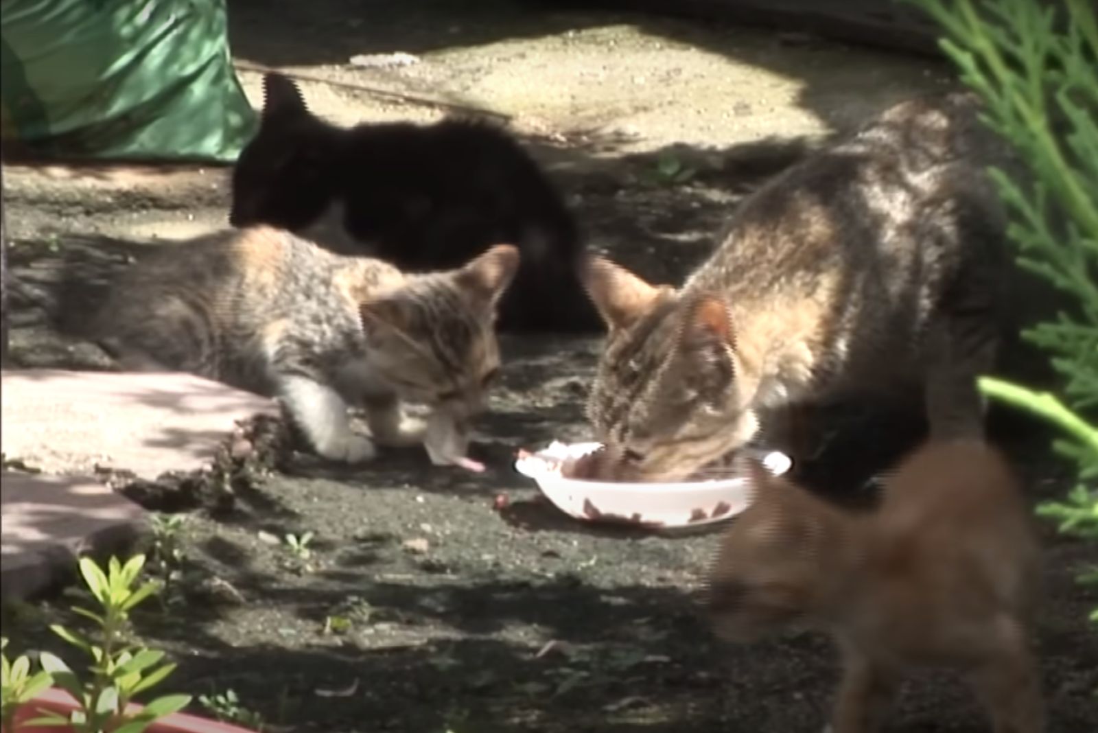 cats outdoor eating