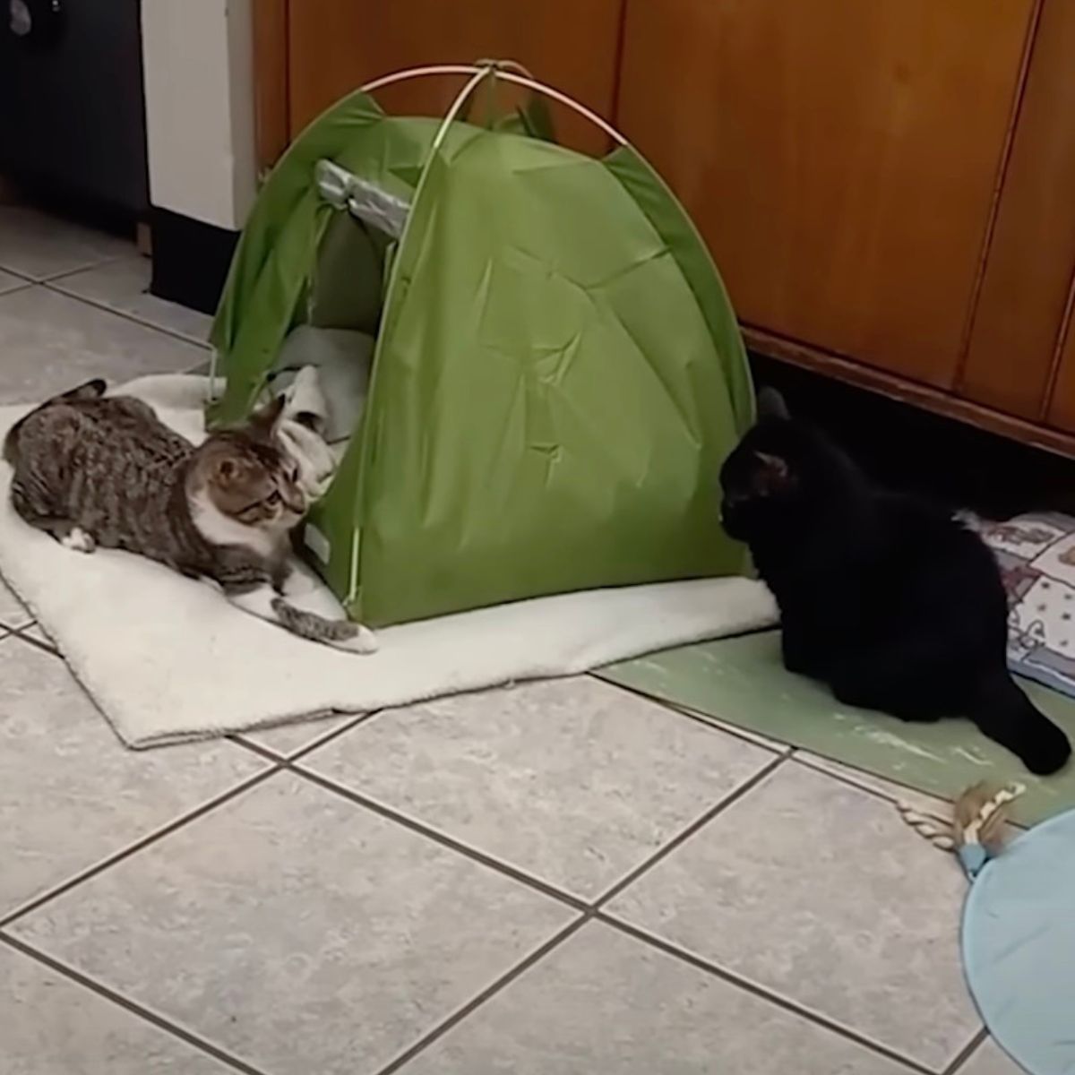 cats with a tent