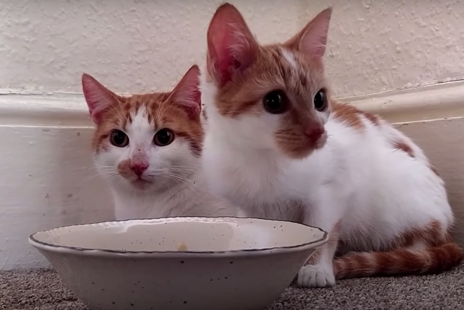 cats with bowl