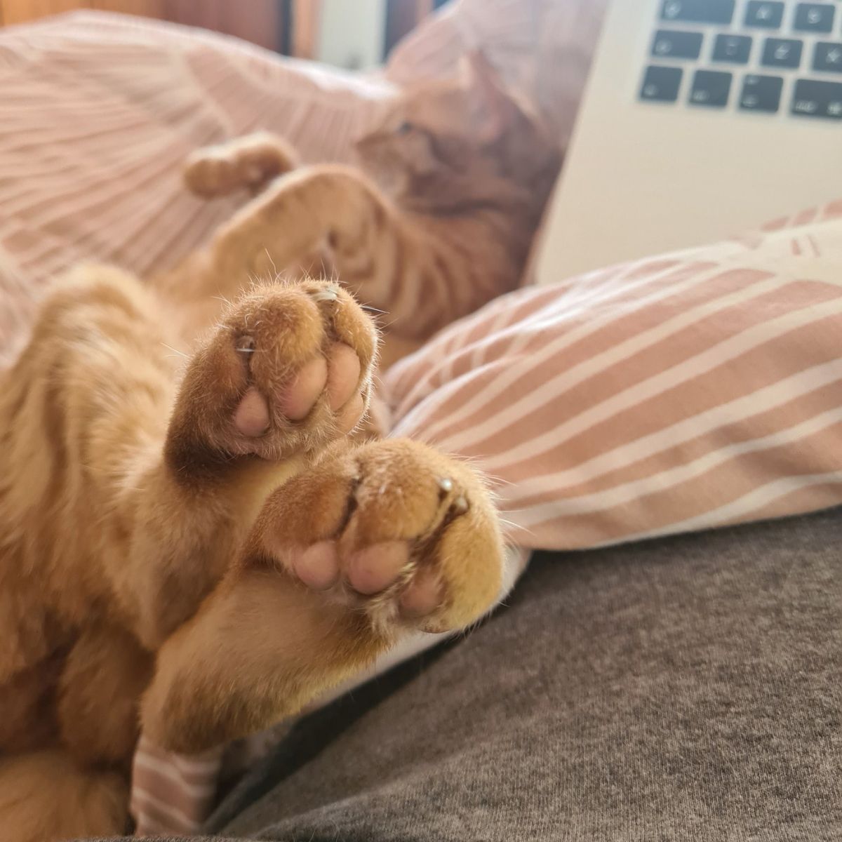 close-up photo of cat's paws