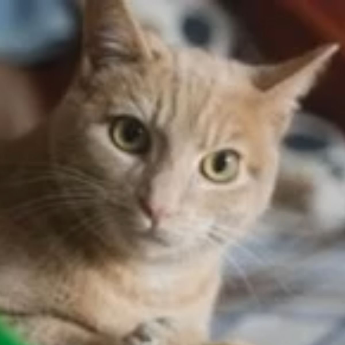 close-up photo of ginger cat