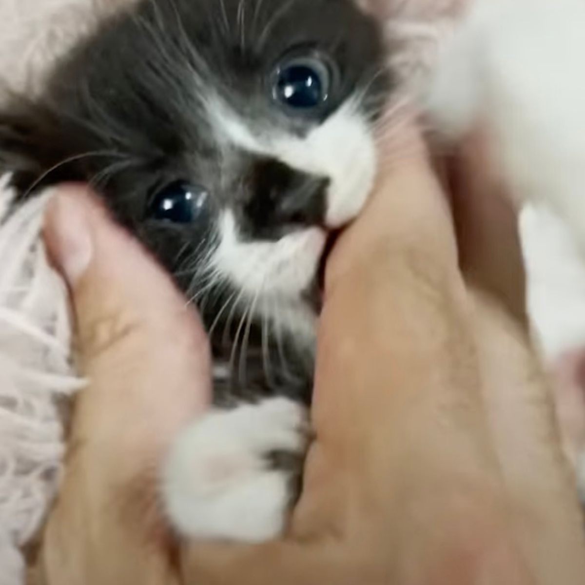 close-up photo of hand holding the kitten