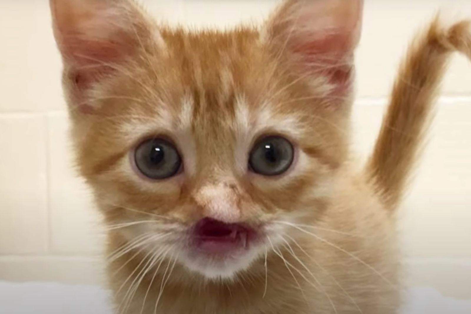 close-up photo of noseless kitten