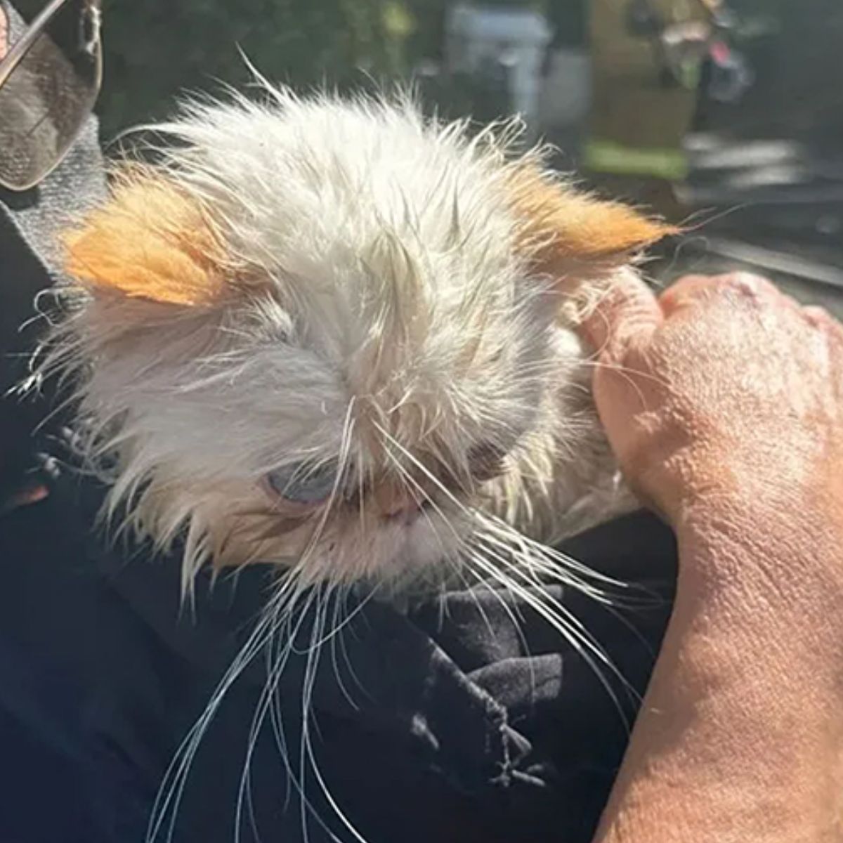 close-up photo of rescued cat