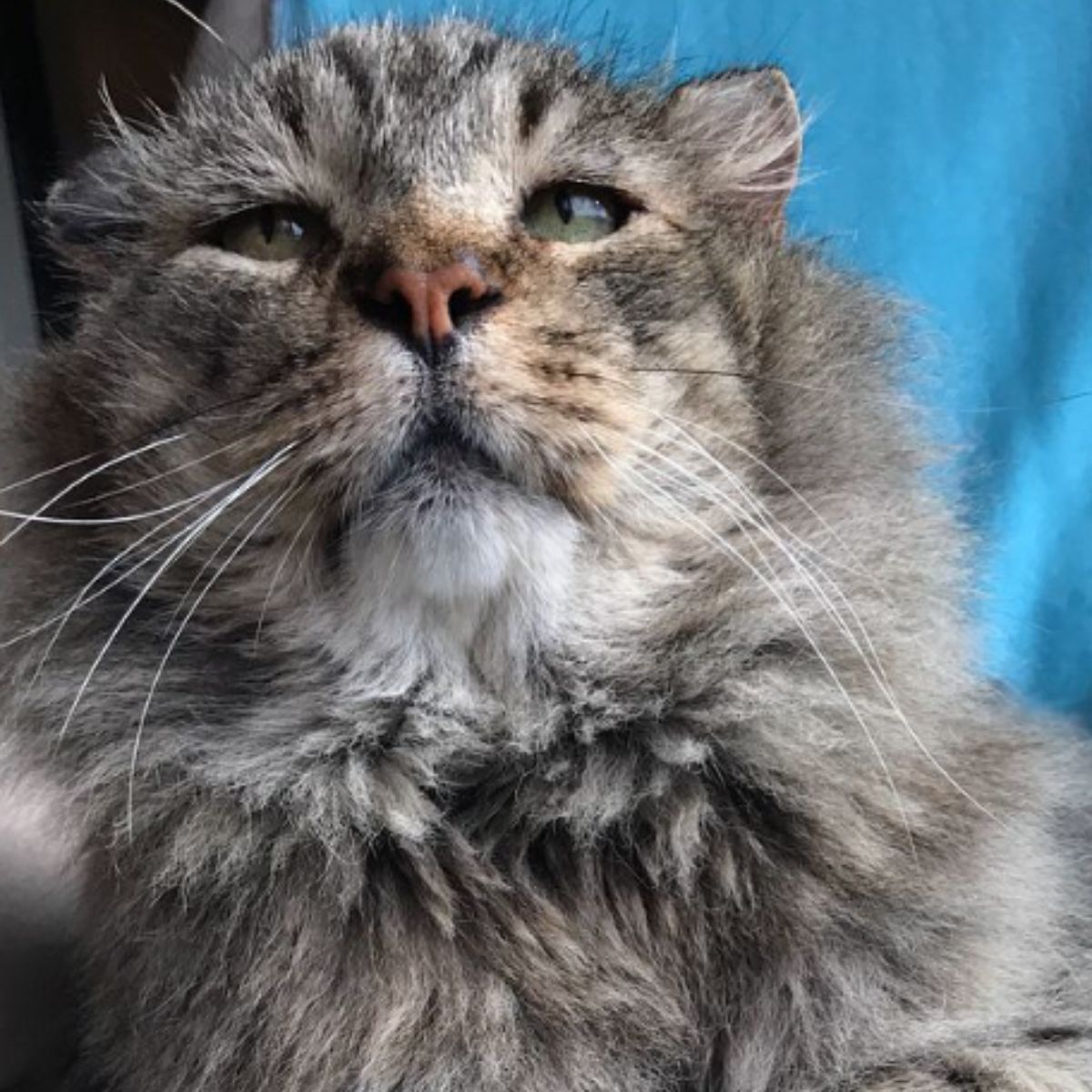 close-up photo of the old cat