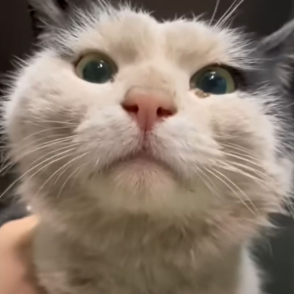close-up photo of the rescued cat