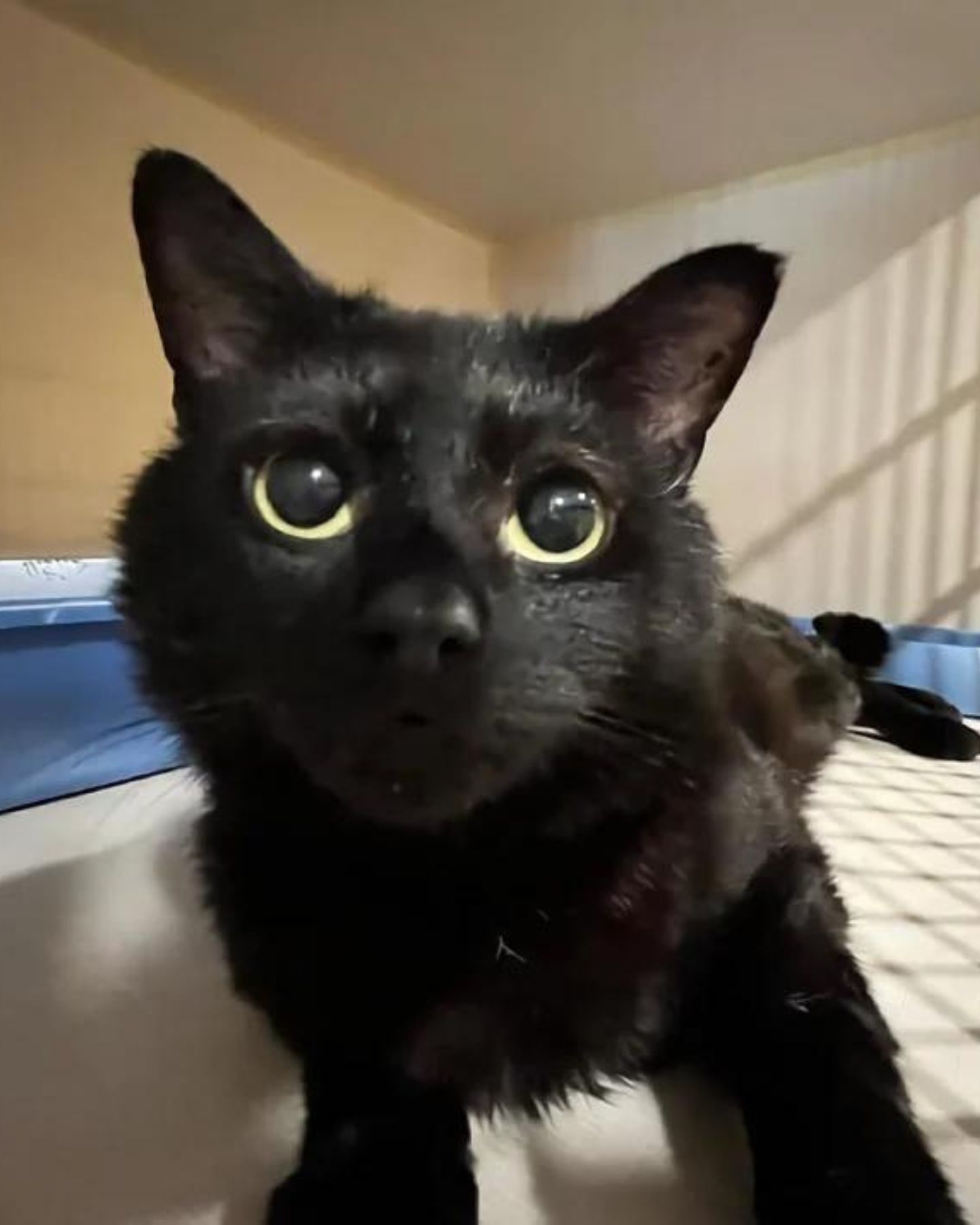 cute black cat with big eyes