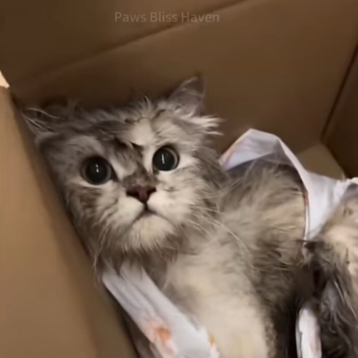 cute cat in a box