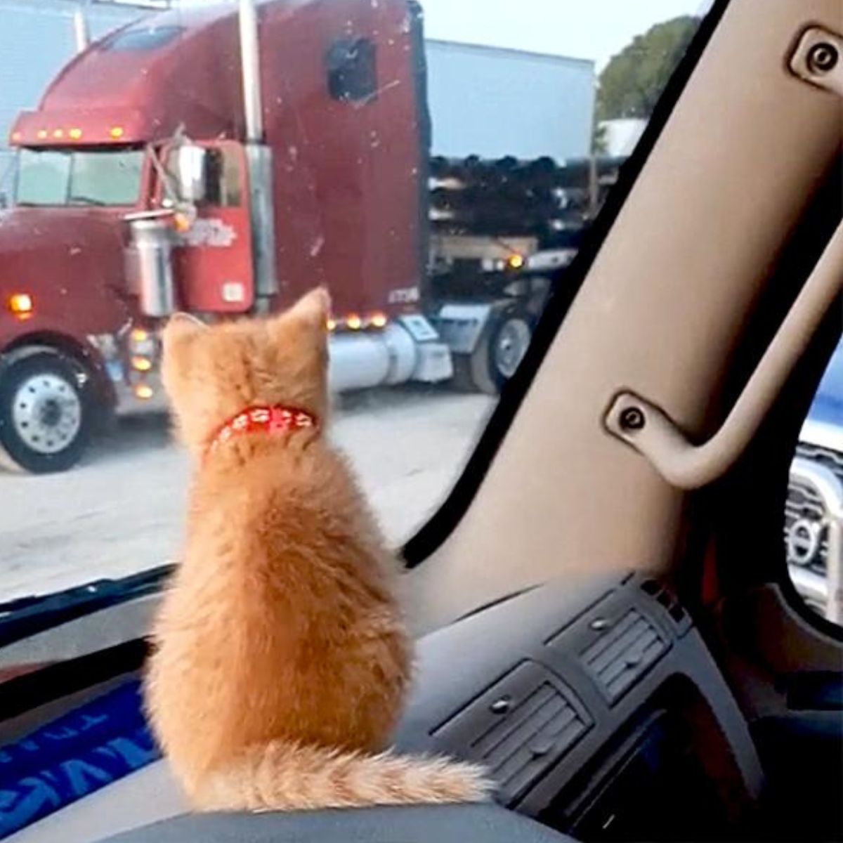 cute kitten sitting in a truck