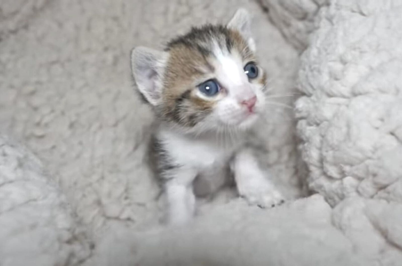 cute kitten with blue eyes