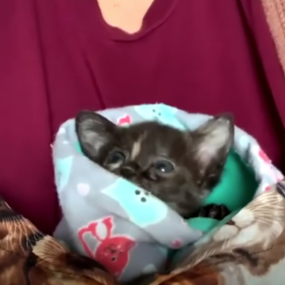 cute kitten wrapped into blanket