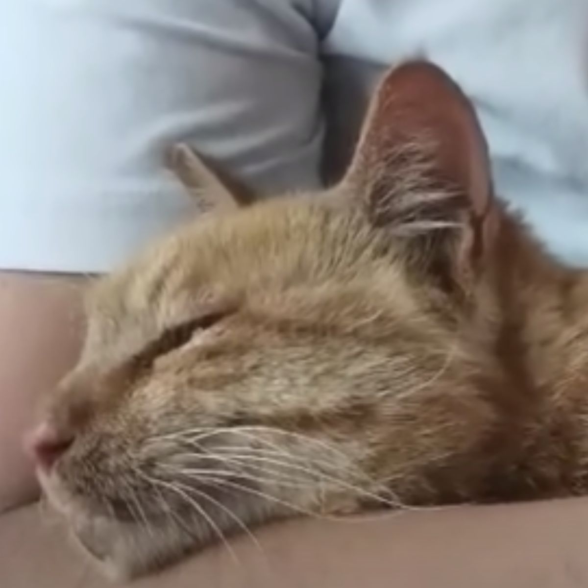 deformed ginger cat