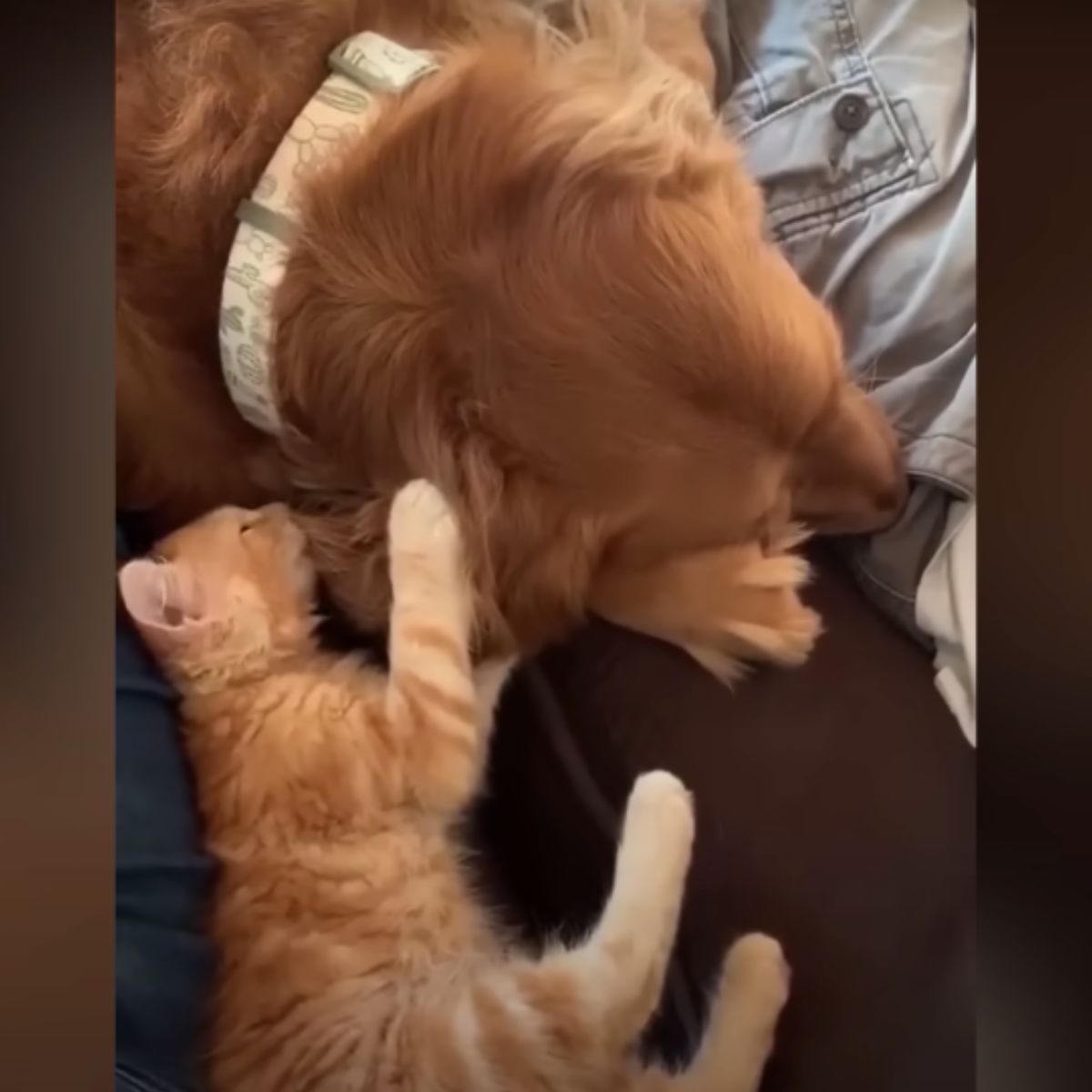dog and kitten lying
