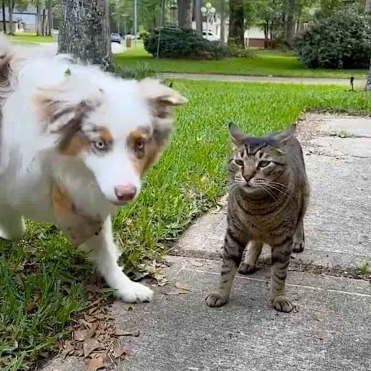 dog and stray cat