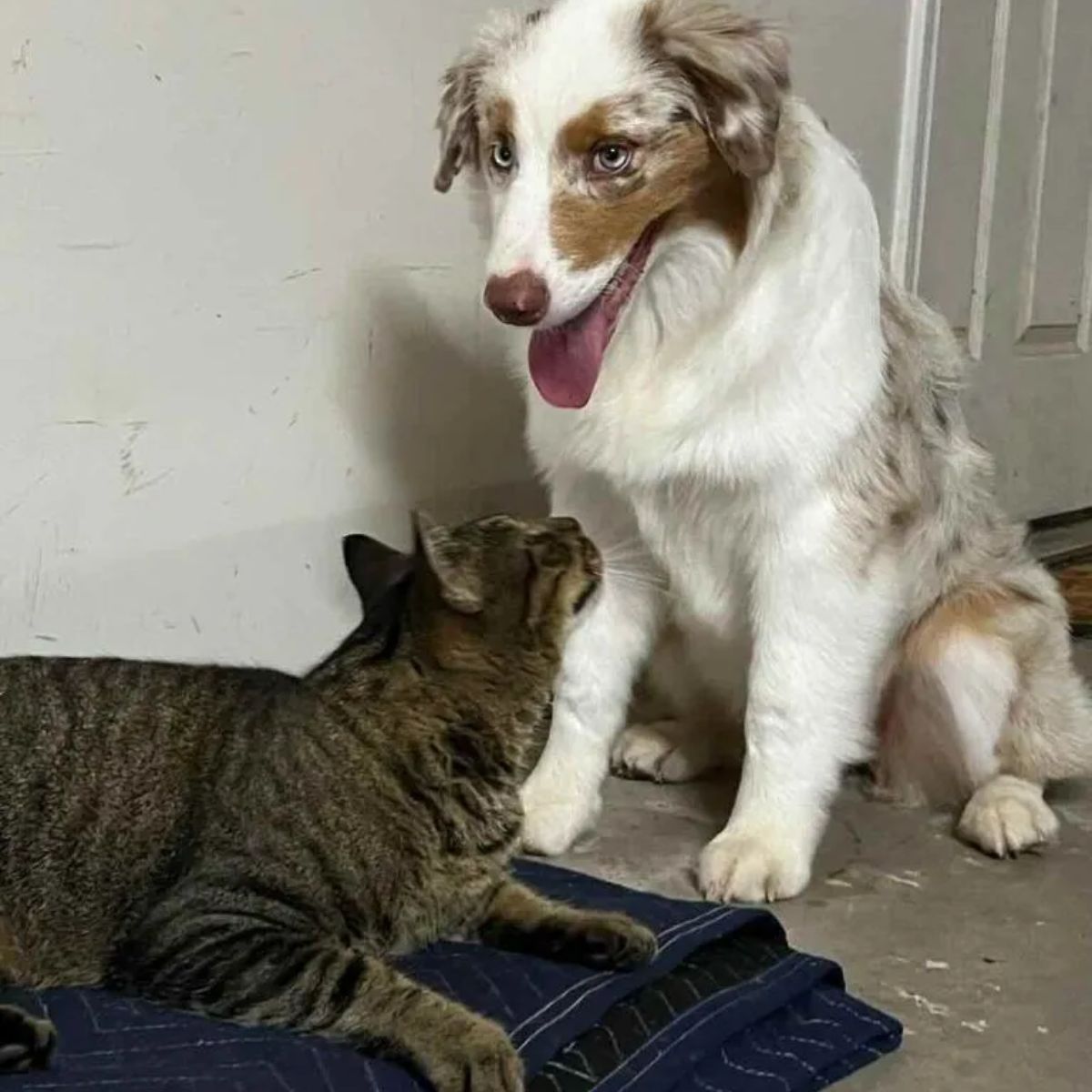 dog sitting next to a cat lying