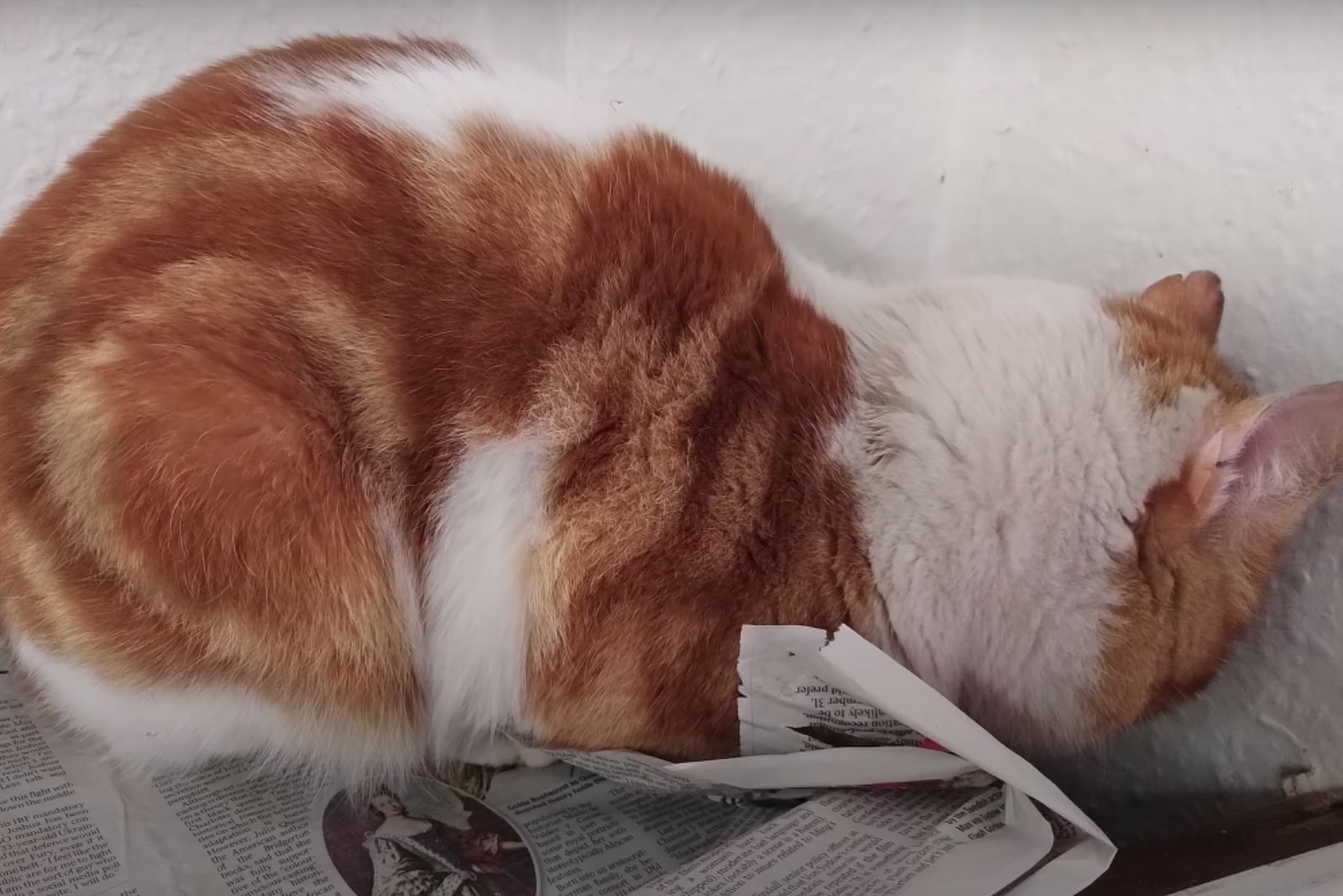 fat cat laying on the newspaper
