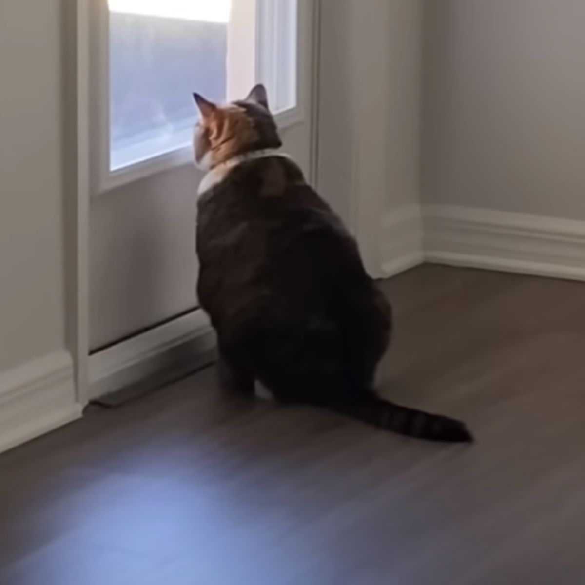 fat cat looking through the door window