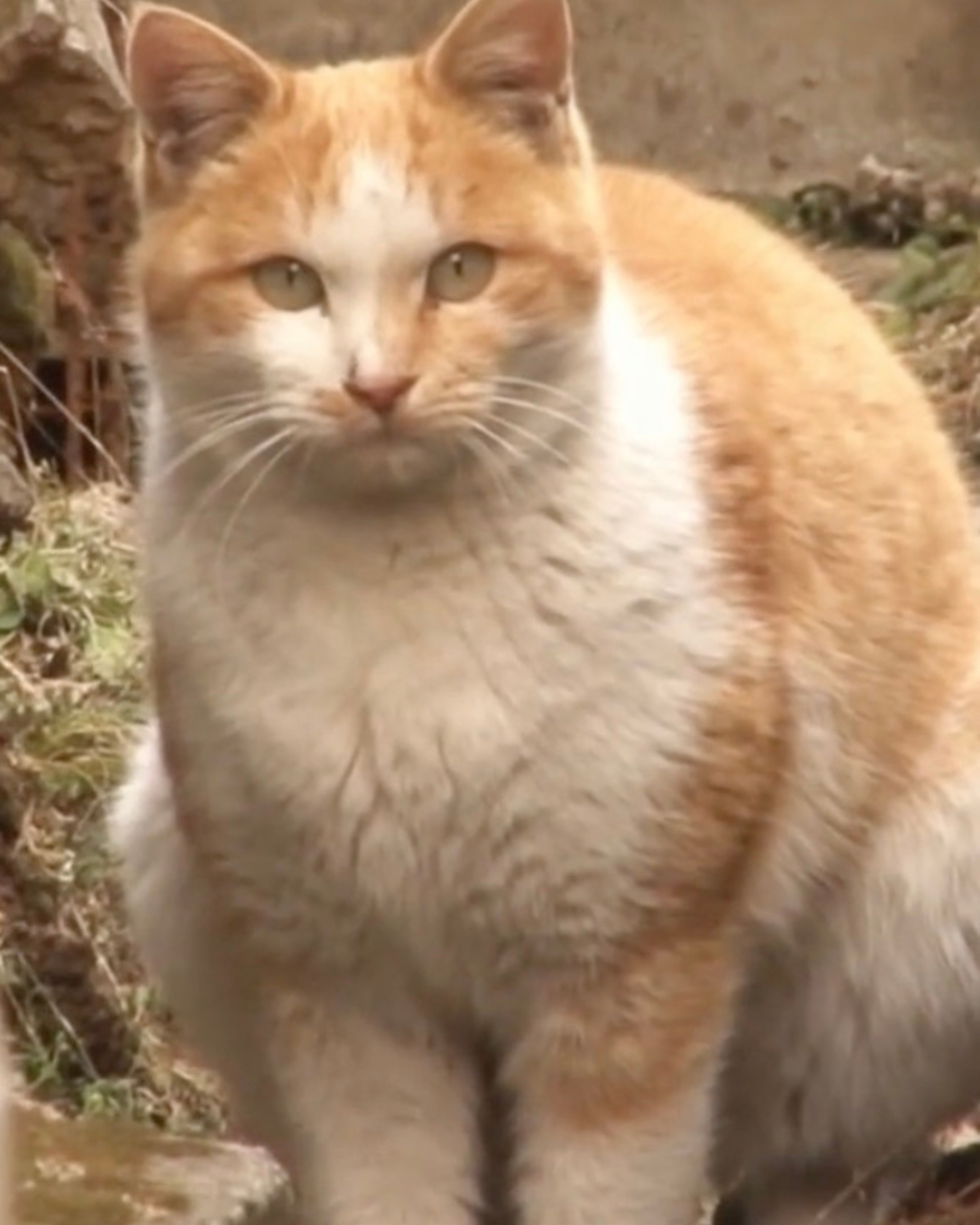 fat cat staring at camera