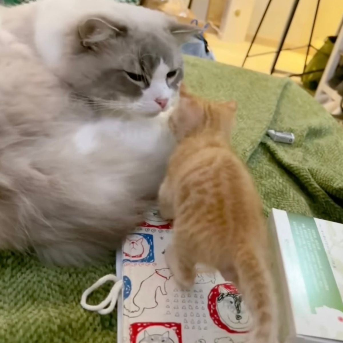fat cat with tiny kitten