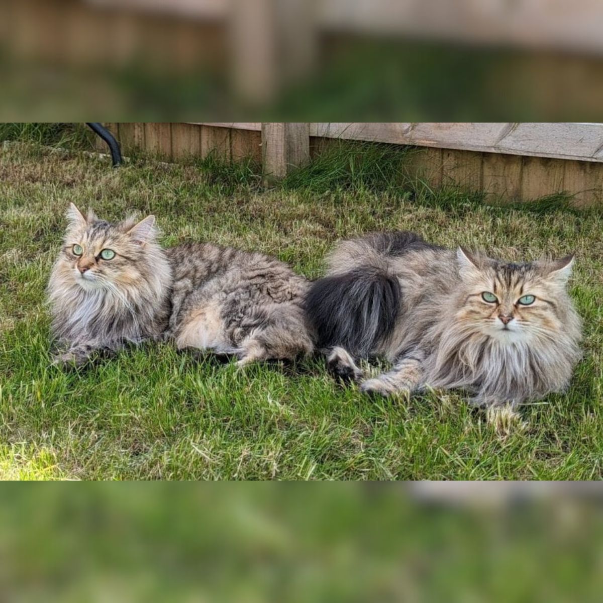 feline cats outdoor