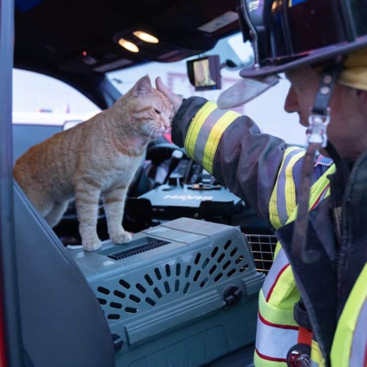 firefighter petting the cat