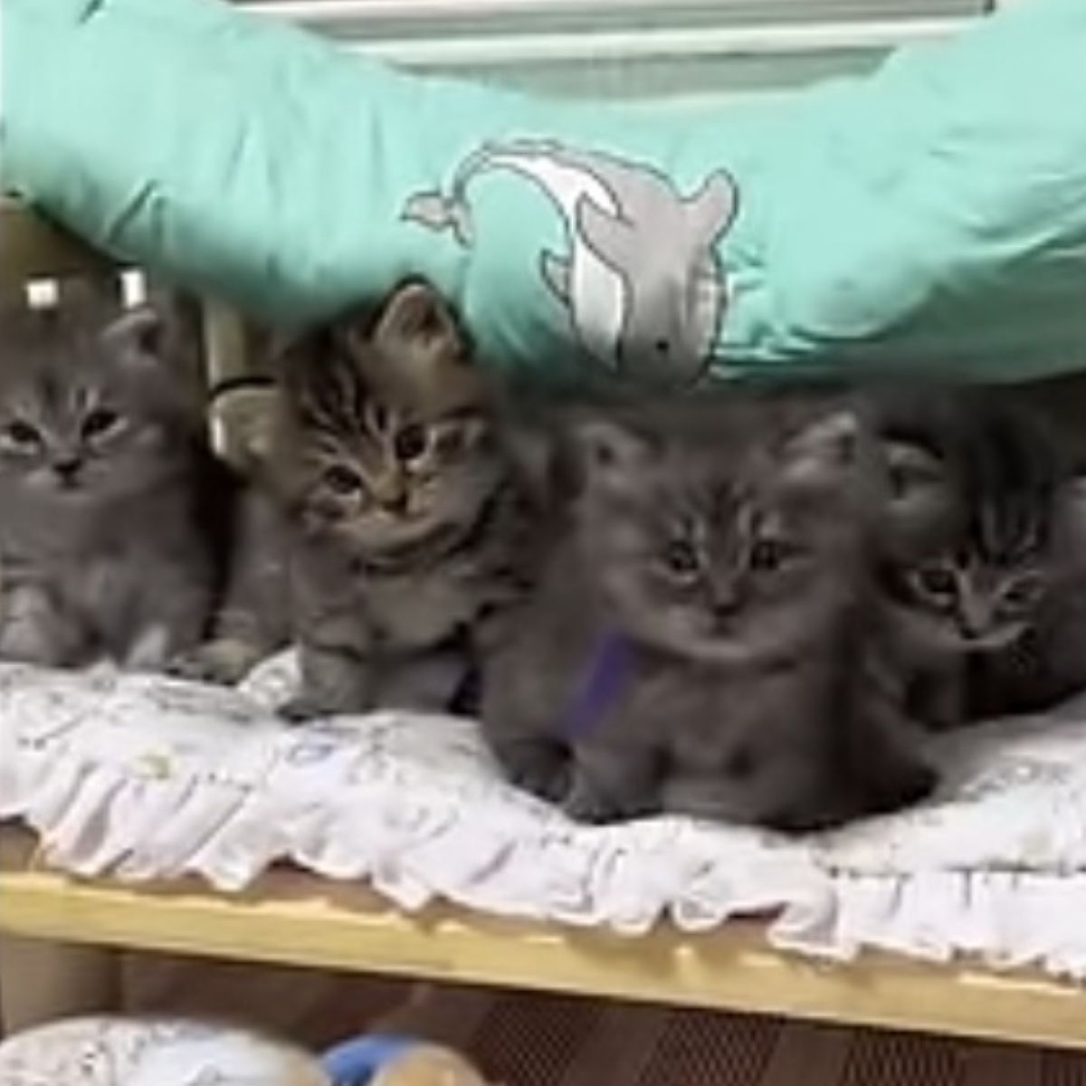 five gray kittens