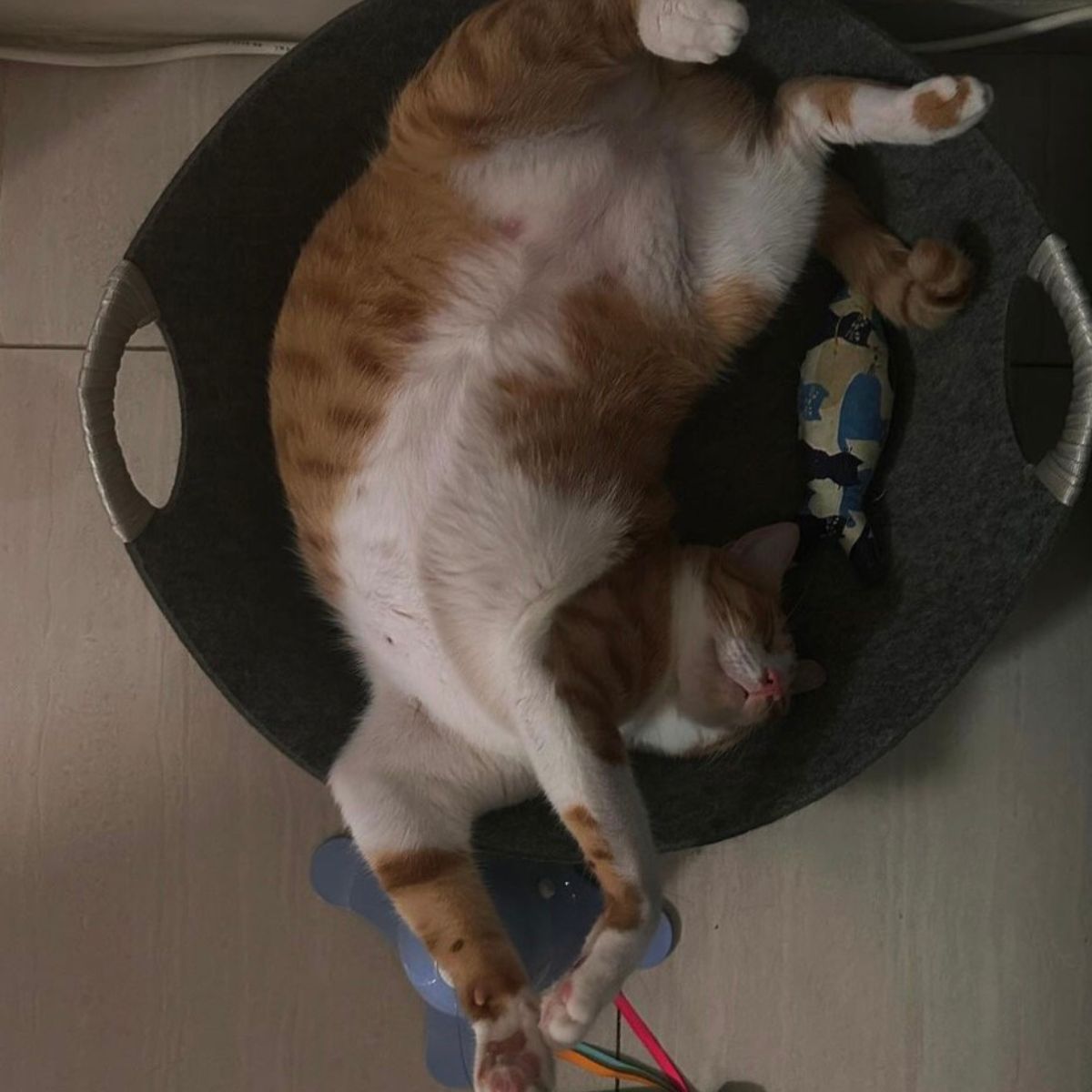 funny cat sleeping in strange pose