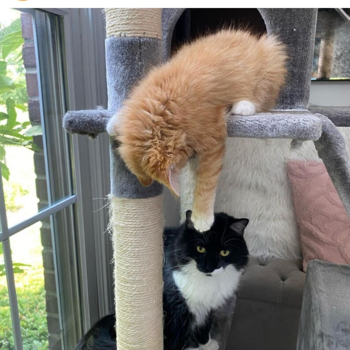 ginger cat and black cat