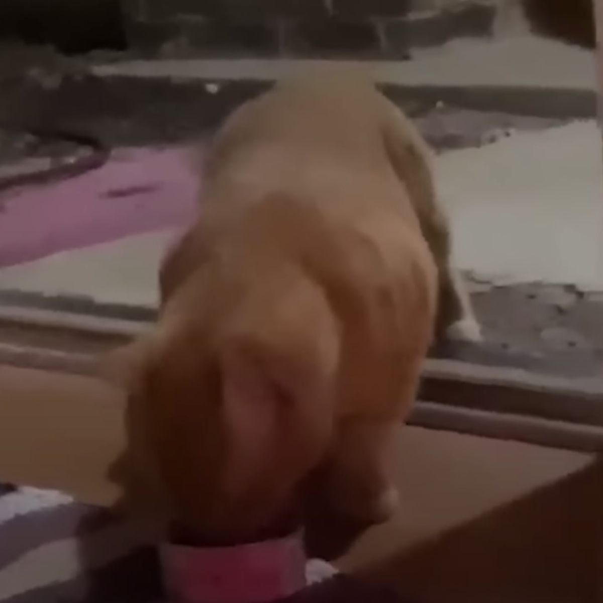 ginger cat eating