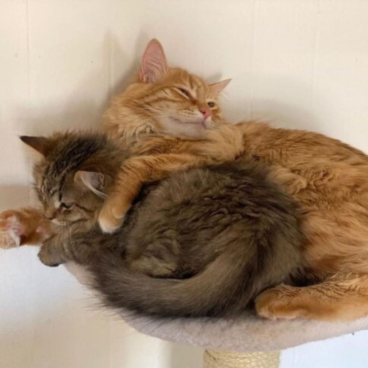 ginger cat hugging kitten