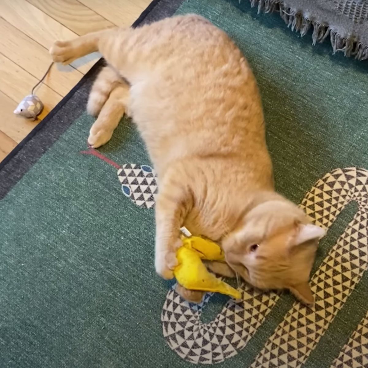 ginger cat playing with toys