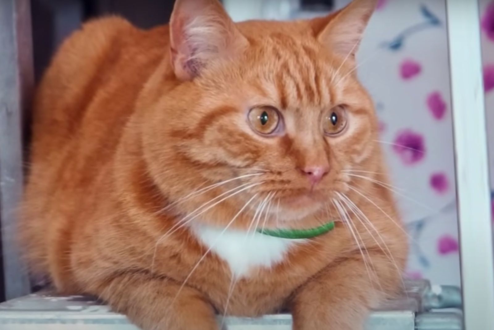 ginger cat with green necklace
