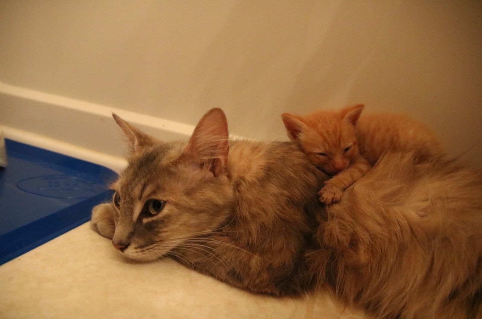 ginger kitten laying on mama cat