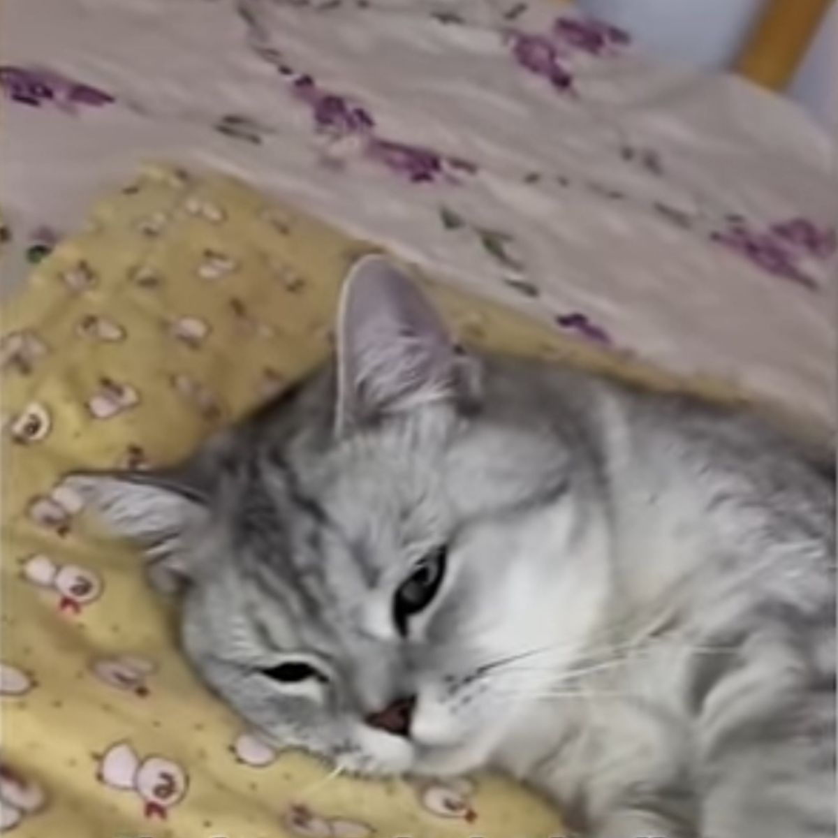gray cat laying on a bed