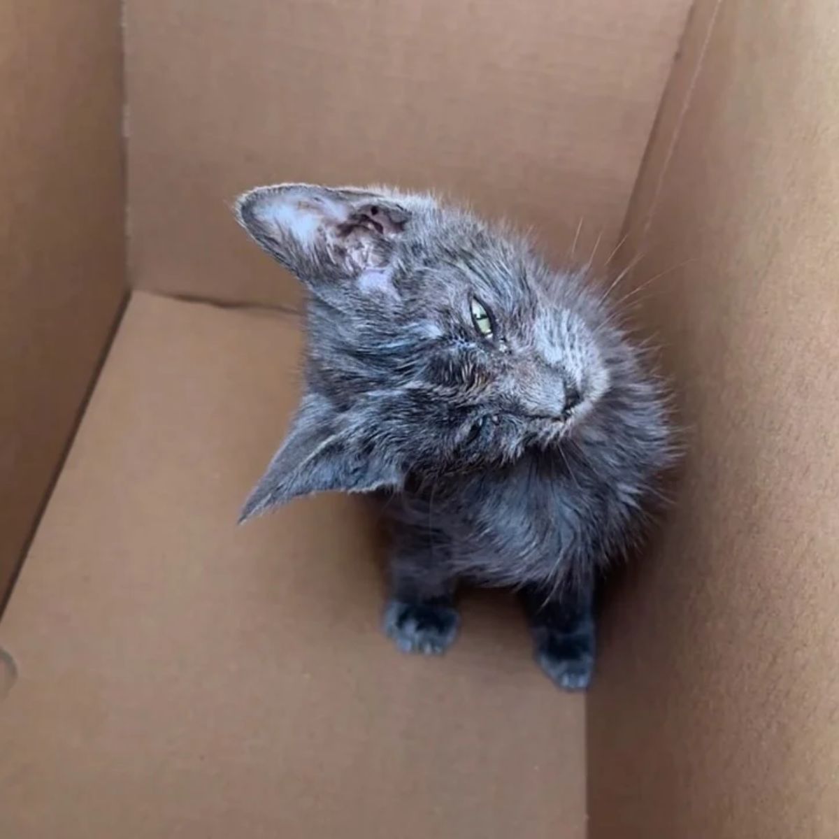 gray kitten in a box