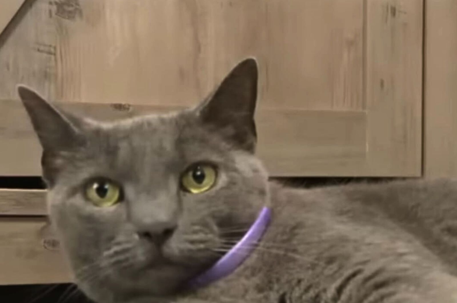 grey cat with purple necklace