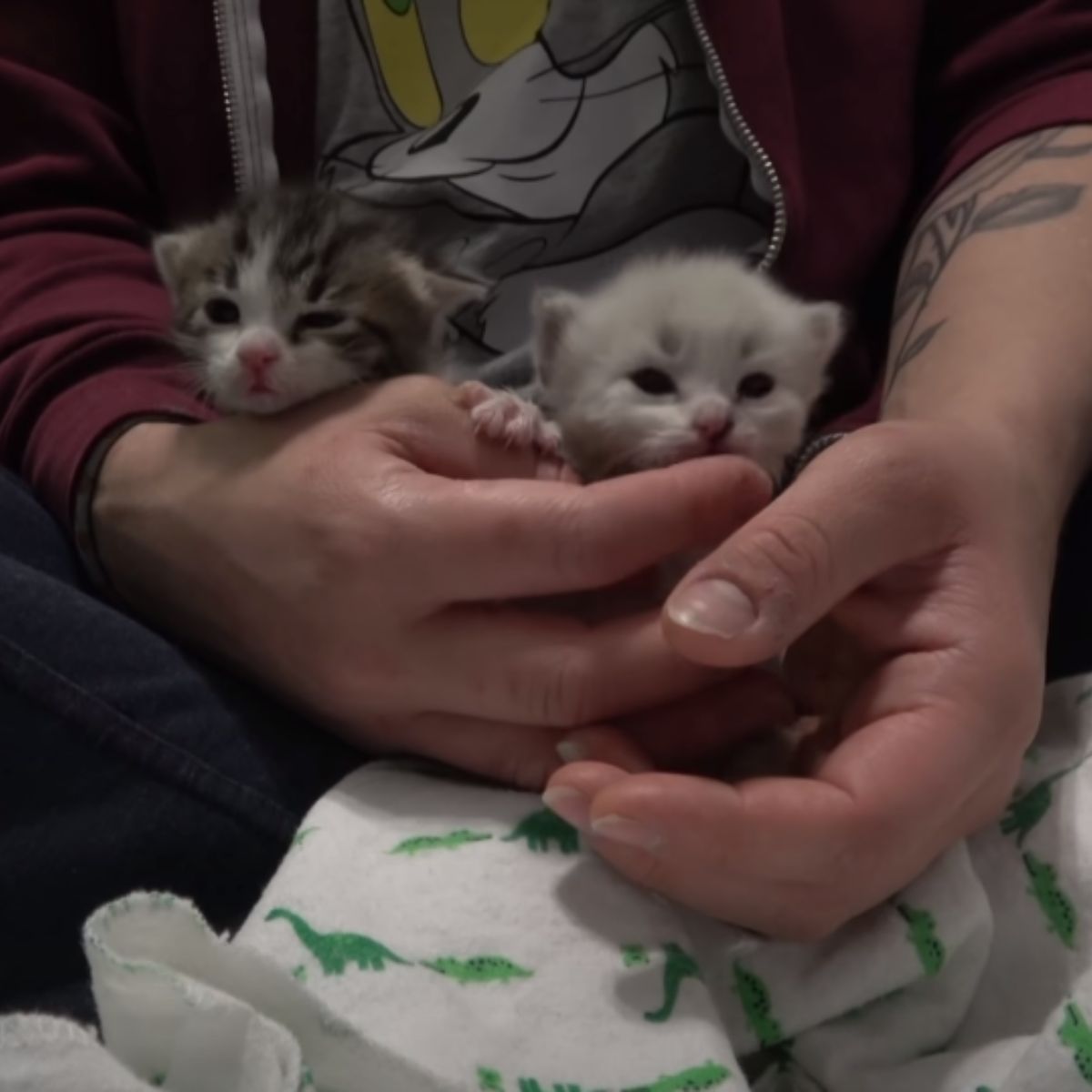 guy holding two kittens