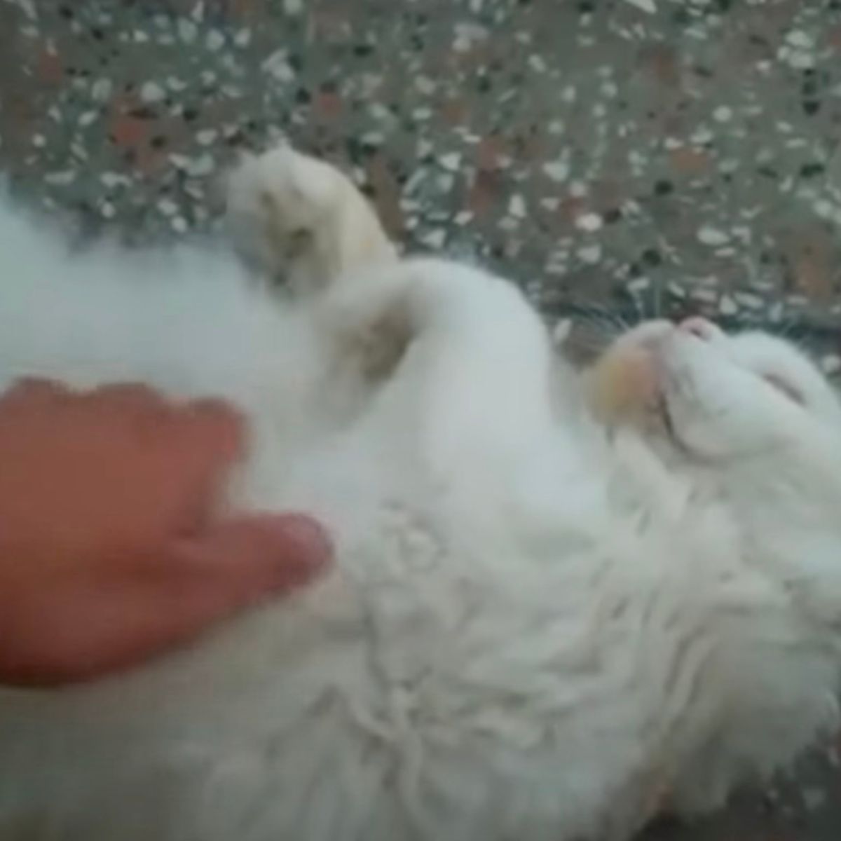 guy tickling white cat