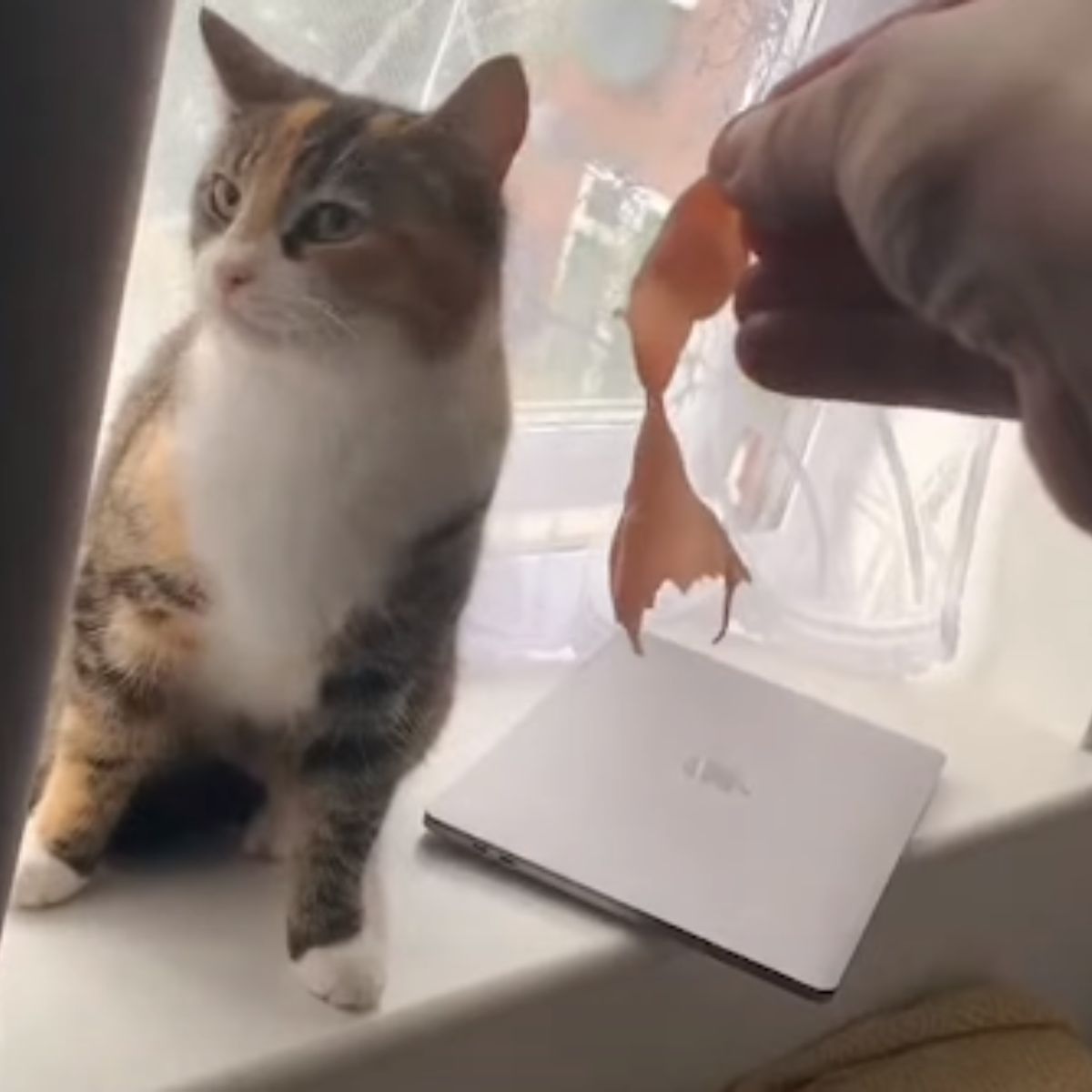 hand giving cat a piece of meat