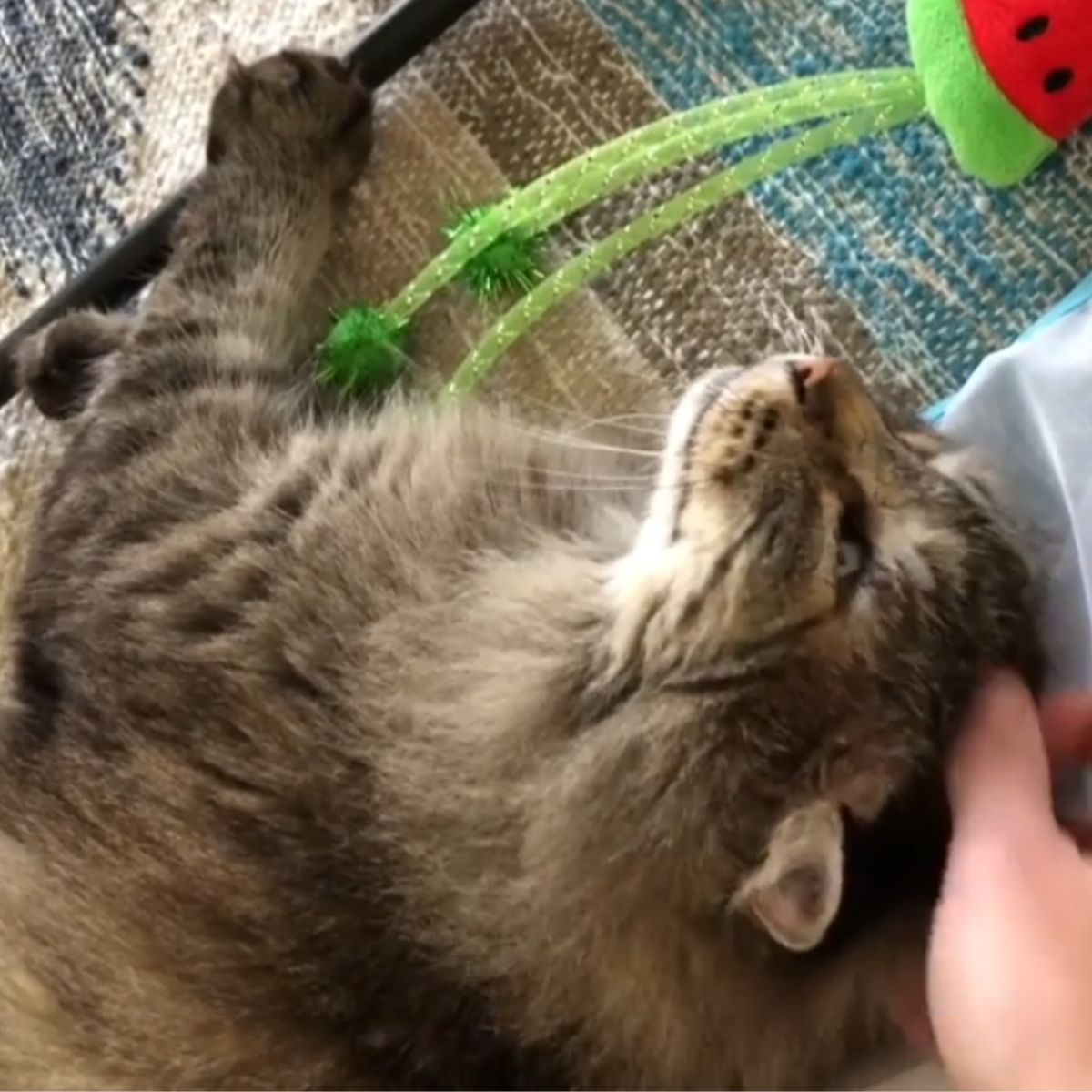 hand petting the cat
