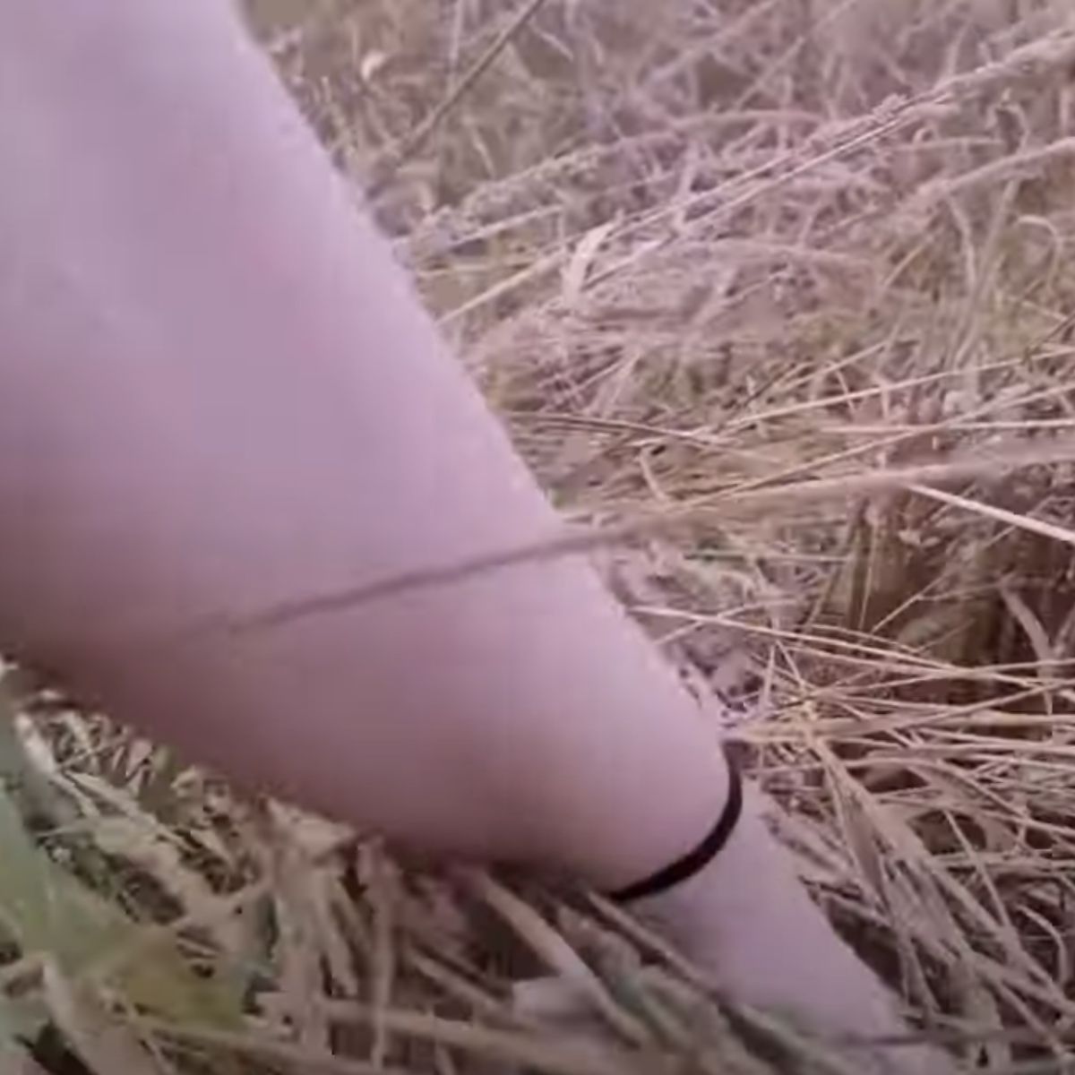 hand searching for kitten in grass