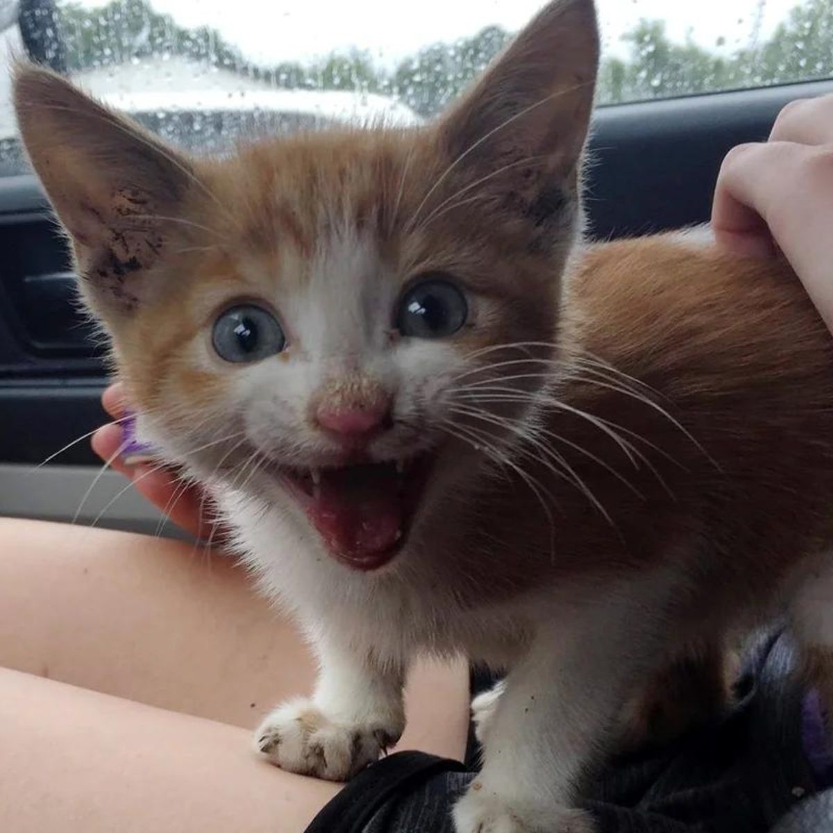 happy adorable kitten