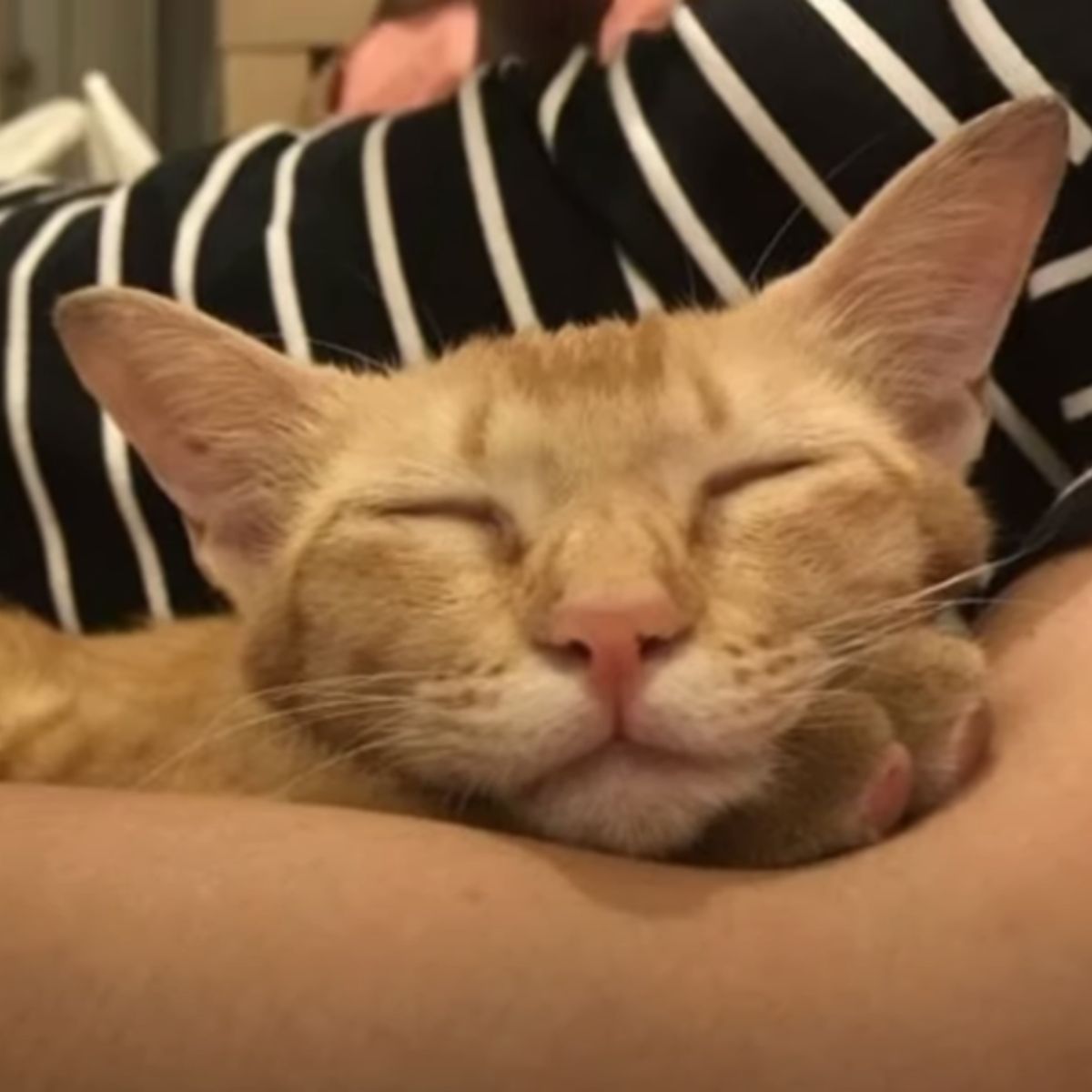 happy ginger cat