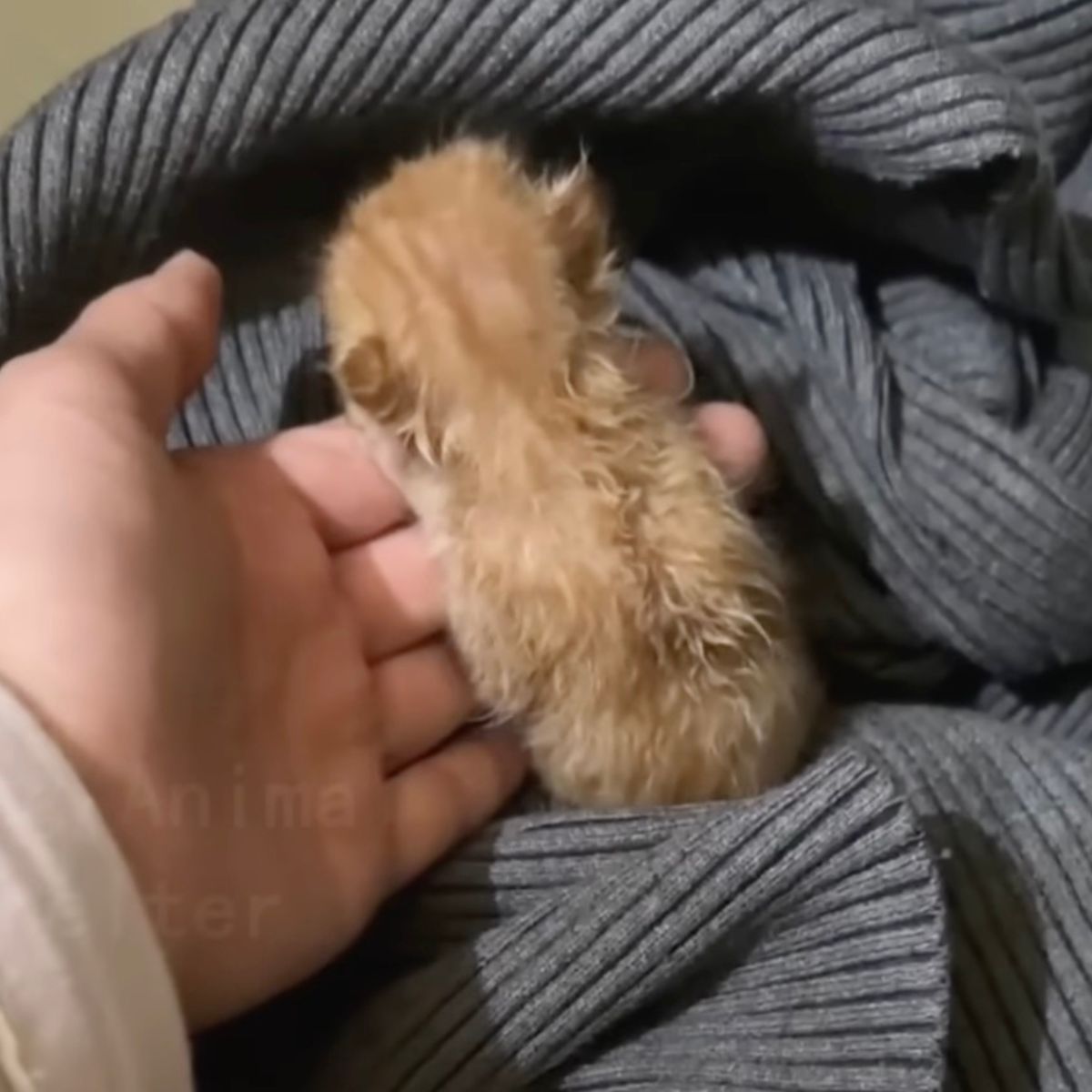 human hand holding kitten