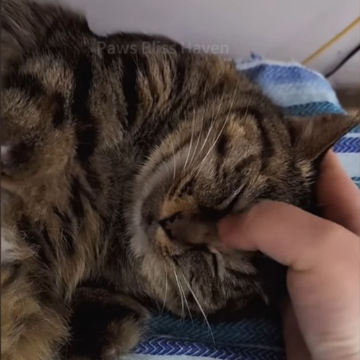 human touching cat's head