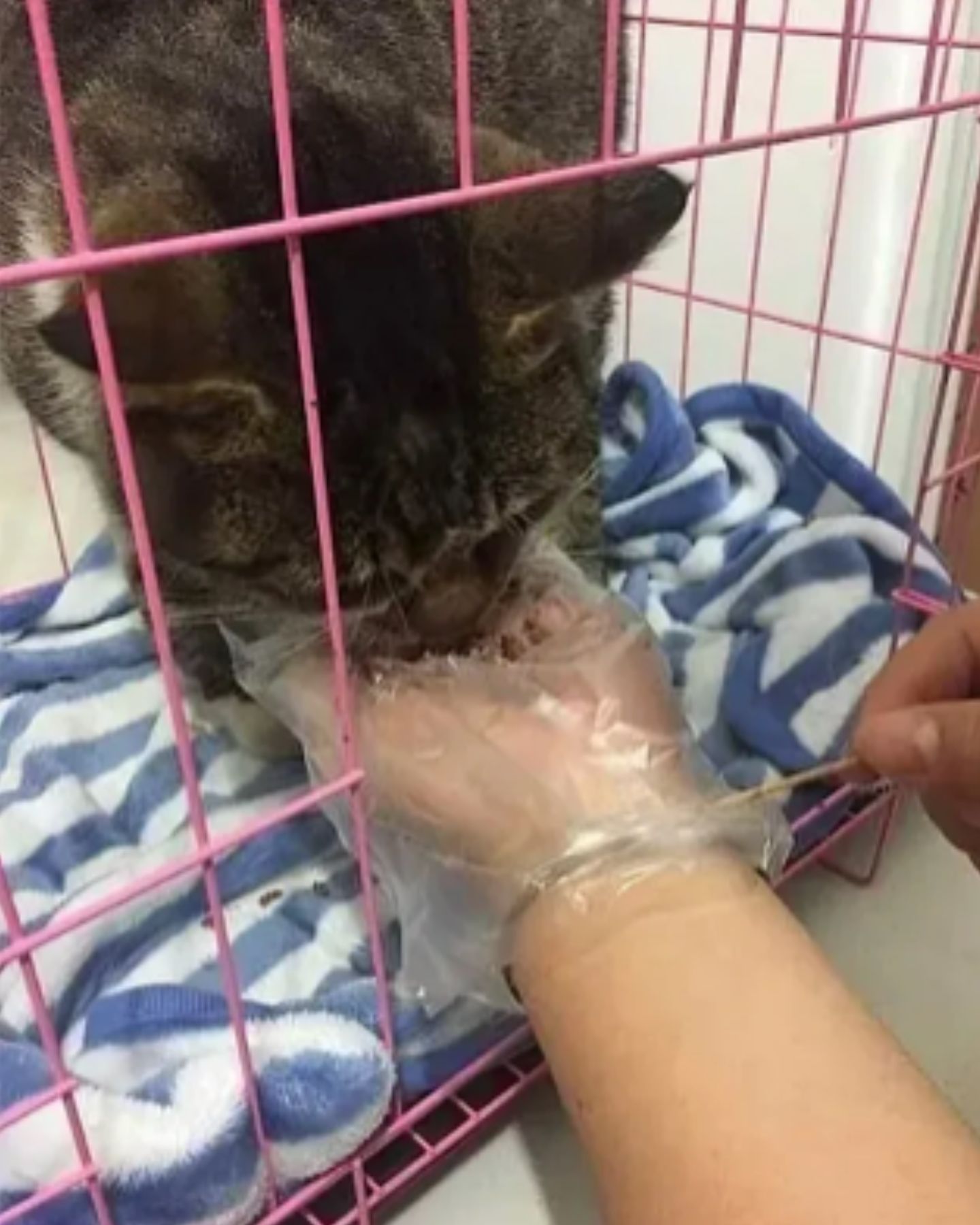 injured cat eating