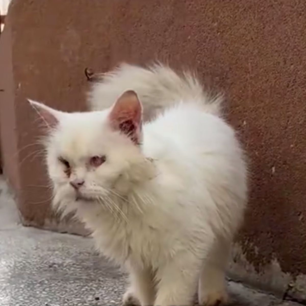 injured cat standing by the wall