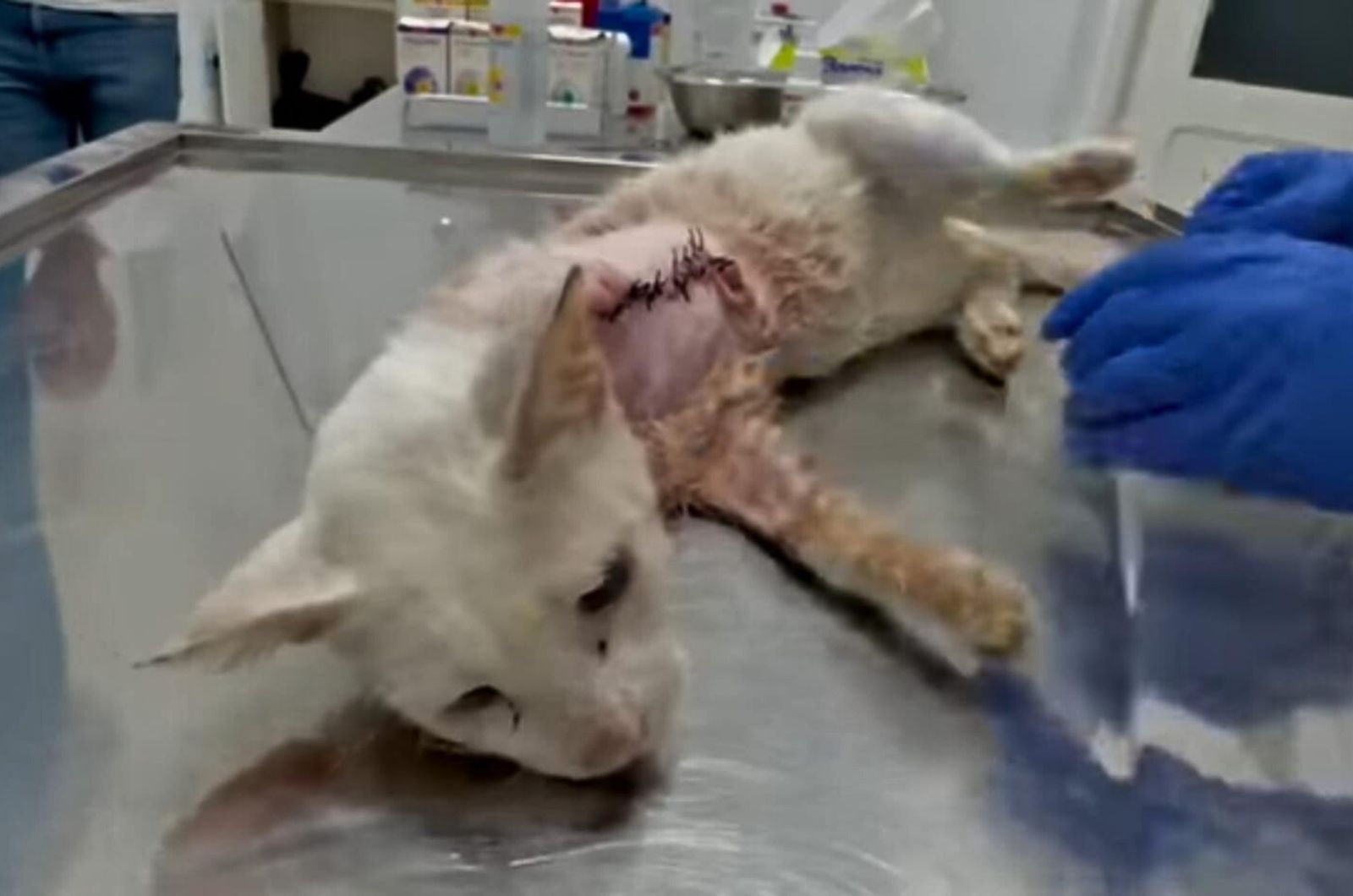 injured white cat at vets